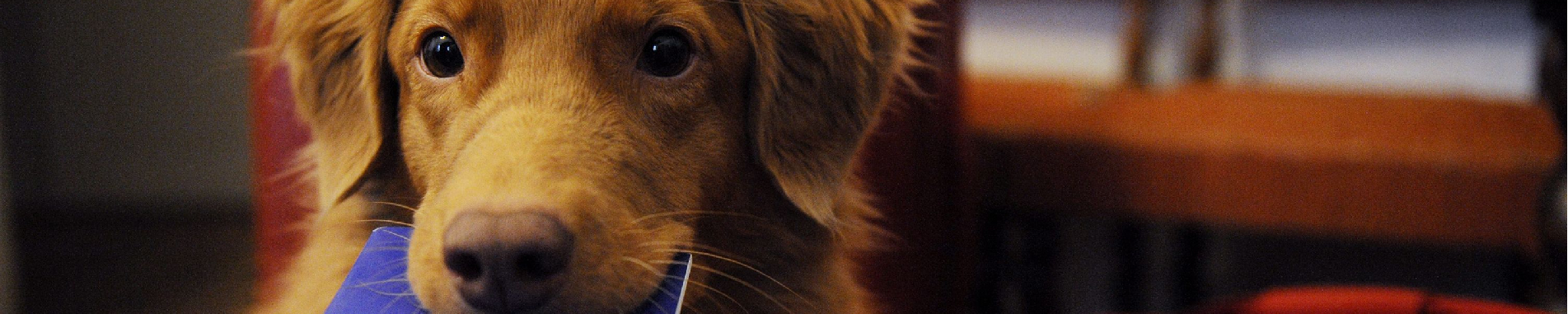 اصلاحیه رویه حمل حیوان زنده در شبکه پروازی هما