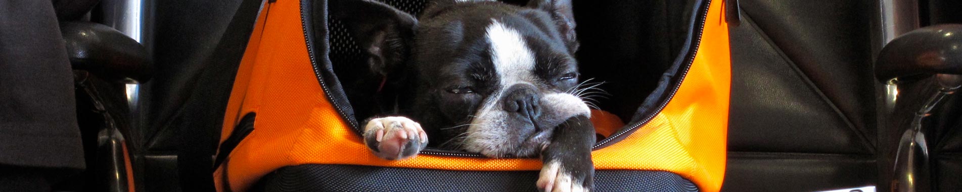 اطلاعیه سازمان هواپیمایی کشوری درباره شرایط ورود و پذیرش حیوانات خانگی در پروازهای بین‌المللی