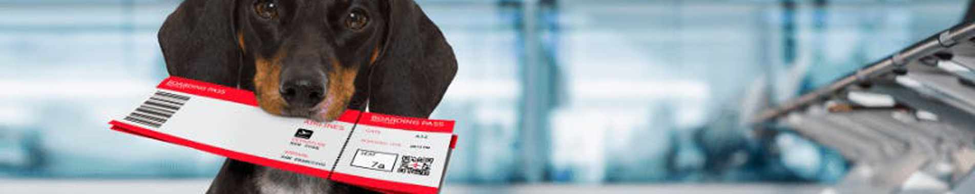 تغییر قانون حمل حیوان در هواپیما