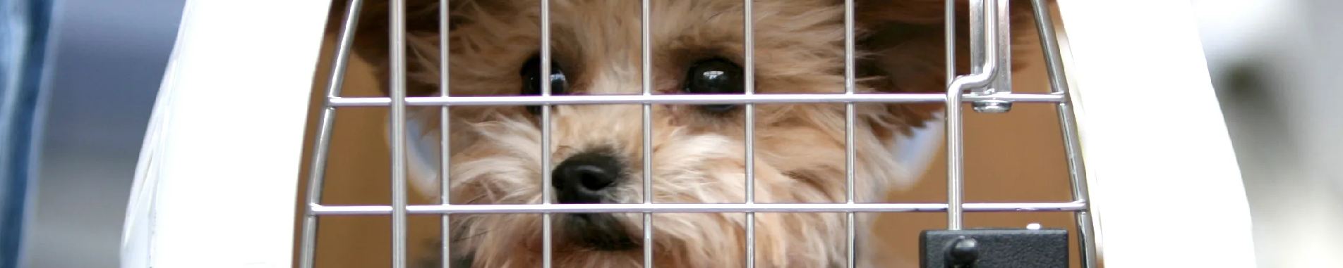 ممنوعیت پذیرش حیوانات زنده در پروازهای داخلی کارون