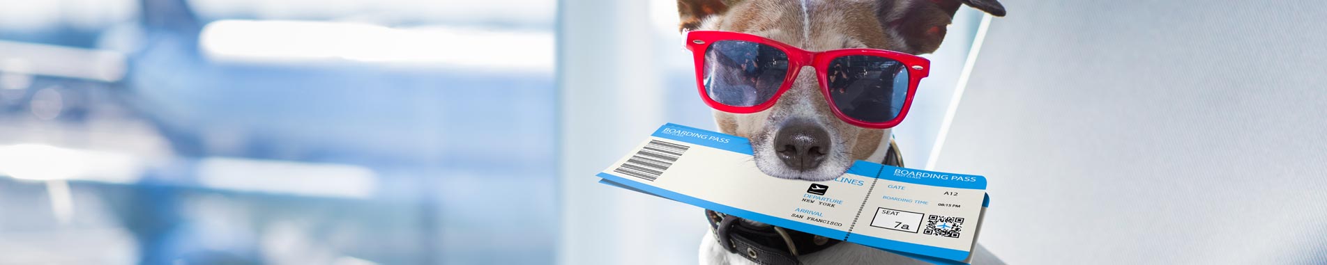 ممنوعیت ورود حیوان زنده به محوطه ترمینال‌های مسافری