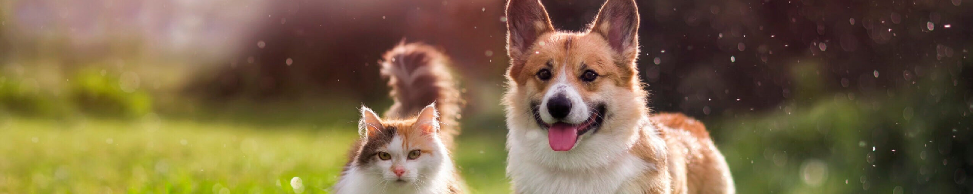 دستورالعمل پذیرش حیوان زنده همراه مسافر در هواپیمایی قشم