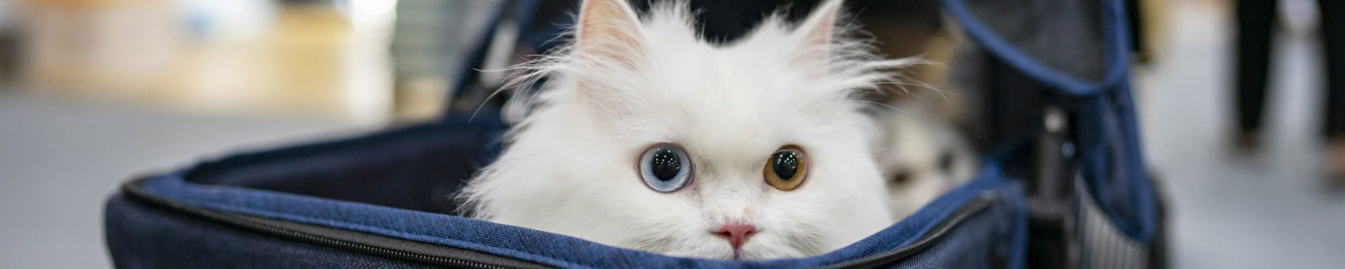 الزامات جدید برای حمل حیوانات خانگی به عمان از طریق هواپیما