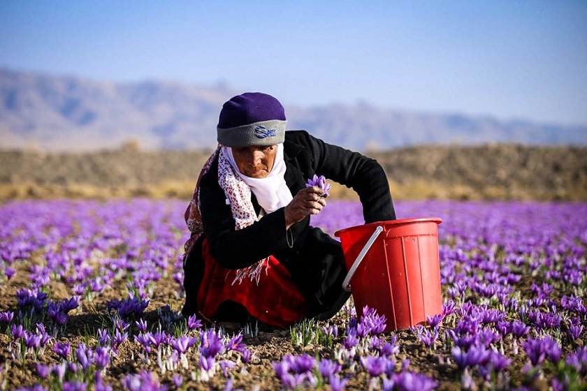 برگزاری تورهای گردشگری در تربت‌حیدریه هم زمان با آغاز فصل برداشت زعفران
