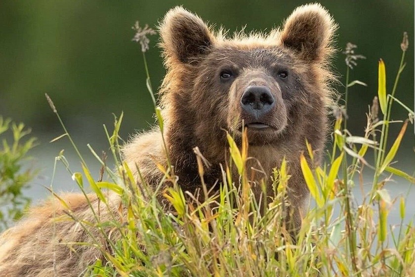 نجات خرس گرفتار در تله کشاورزان مازندرانی