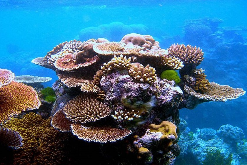 احیای زیستگاه‌های مرجانی کیش، پشتوانه‌ای برای محیط زیست و گردشگری