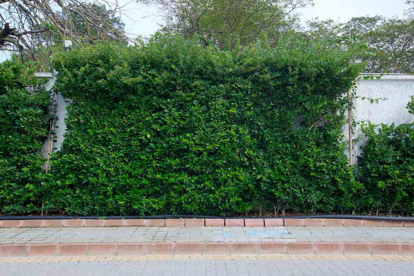 هتل آراز نوشهر - محوطه