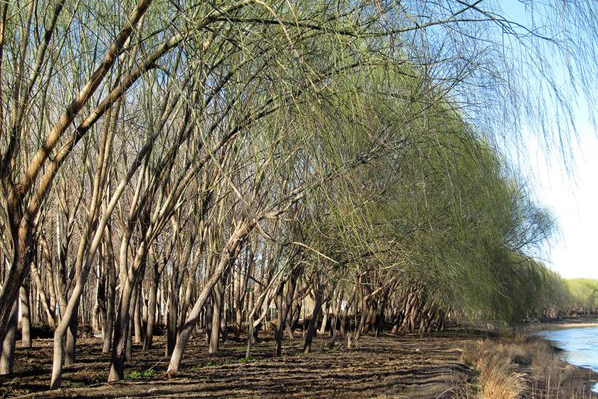 پارک ناژوان