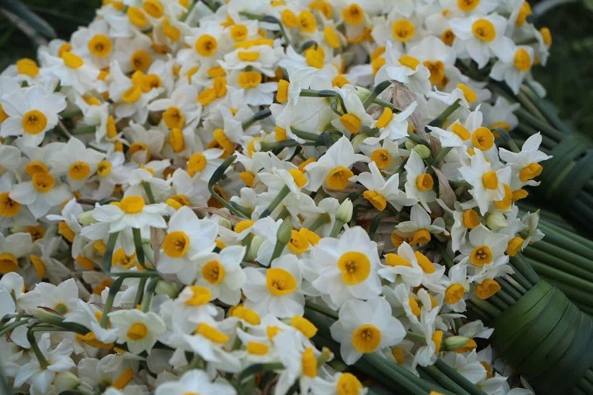 رویداد گل غلتان فارس در تقویم گردشگری ایران ثبت شد