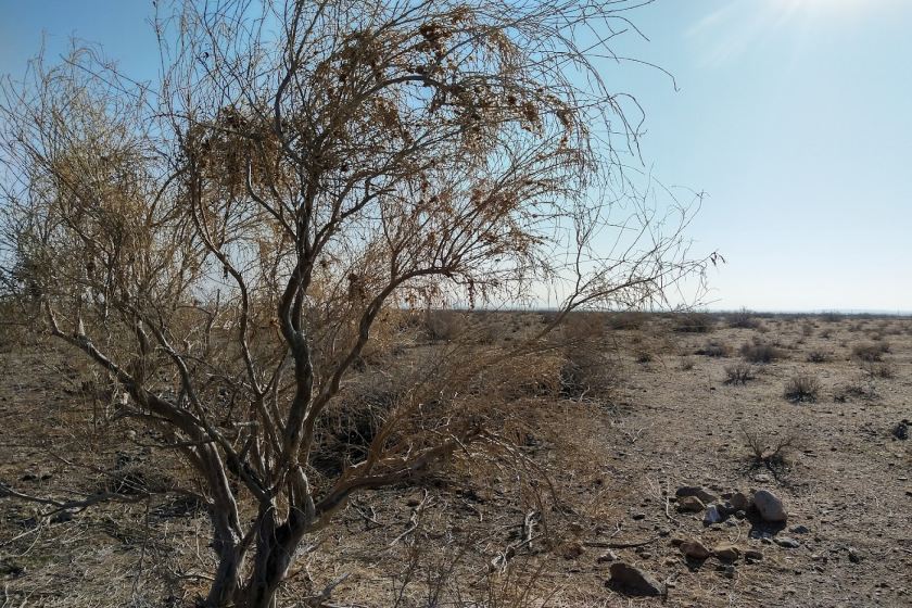 چالشهای جهانی حفاظت از حیاتوحش