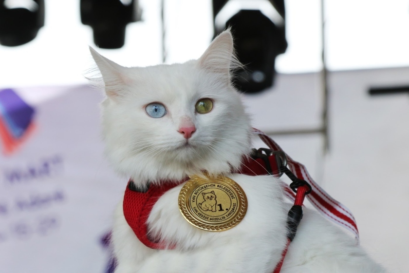 ویژگی های گربه های خانه وان