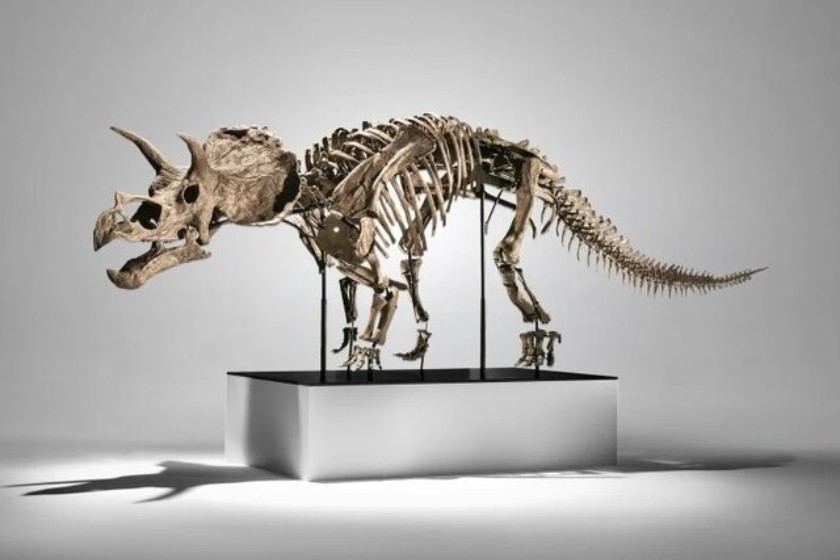 فروش اسکلت دایناسور ۶۶ میلیون ساله در حراجی فیلیپس