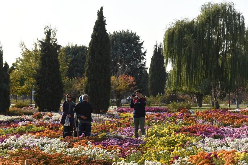 تهران میزبان گل های داوودی شد