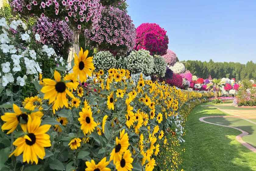 مزرعه آفتابگردان