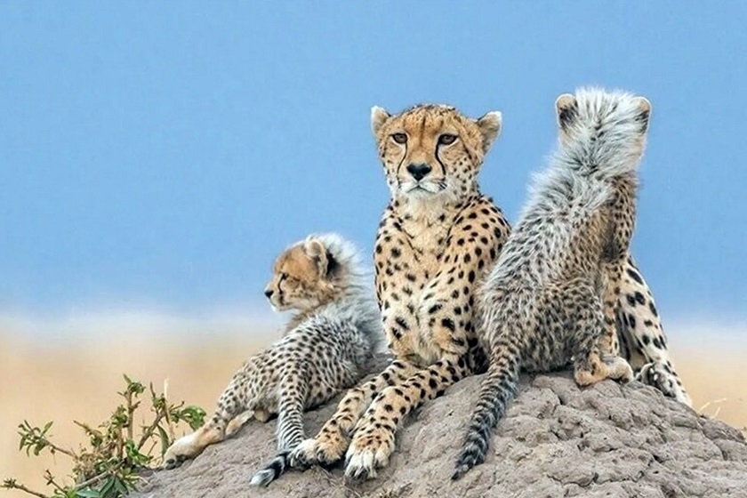 ثبت تصویری جدید از تلما؛ ماده‌ یوز آسیایی در توران