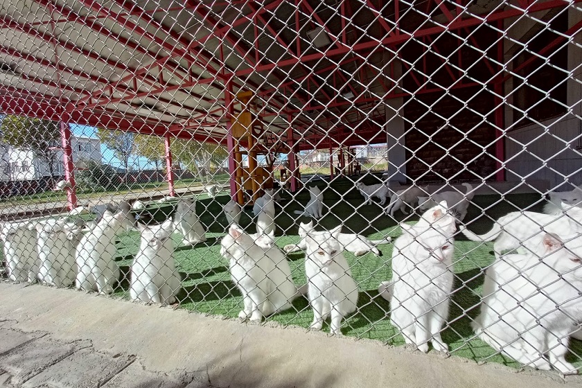 معماری خانه گربه‌های وان