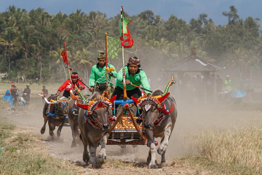 مسابقه سنتی گاوآهن&zwnj;کشی