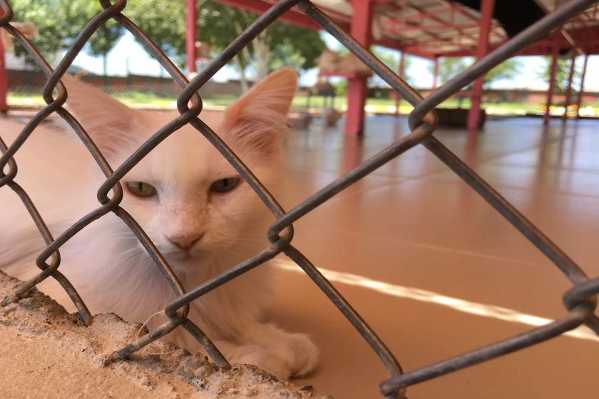 تاریخچه خانه گربه های وان