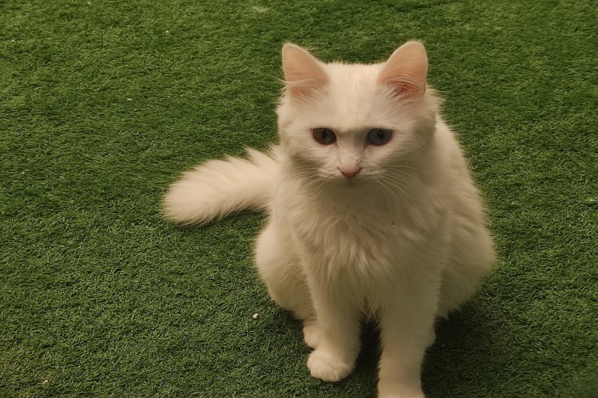 نکات بازدید از خانه گربه های وان