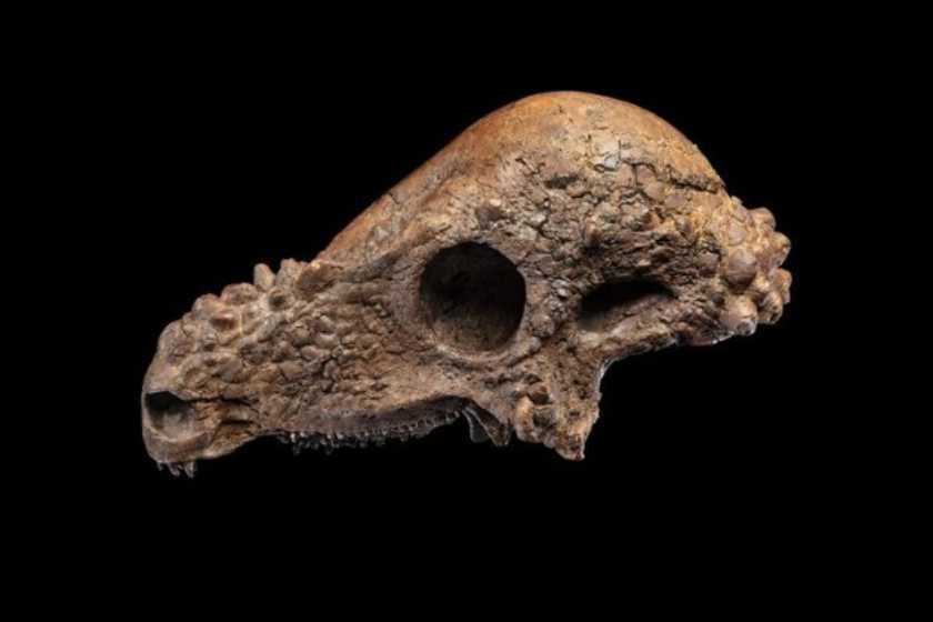 یک جمجمه دایناسور به ارزش ۱.۷ میلیون دلار به موزه آمریکا اهدا شد