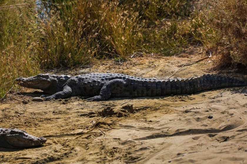 احتمال خروج گاندوها از رودخانه‌ها پس از بارندگی‌های اخیر در سیستان و بلوچستان