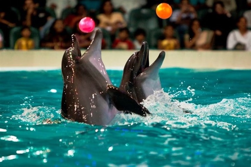 دلفیناریوم برج میلاد