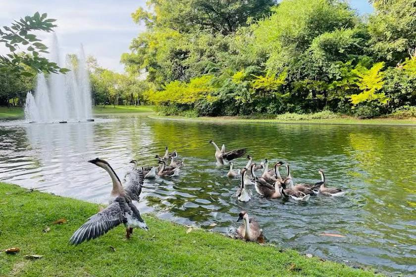 تماشای پرندگان در پارک کویین سیرکیت. منبع عکس: گوگل‌مپ. عکاس: Kittisak Kangcharoen