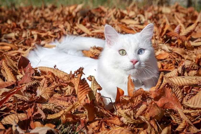 خانه گربه وان