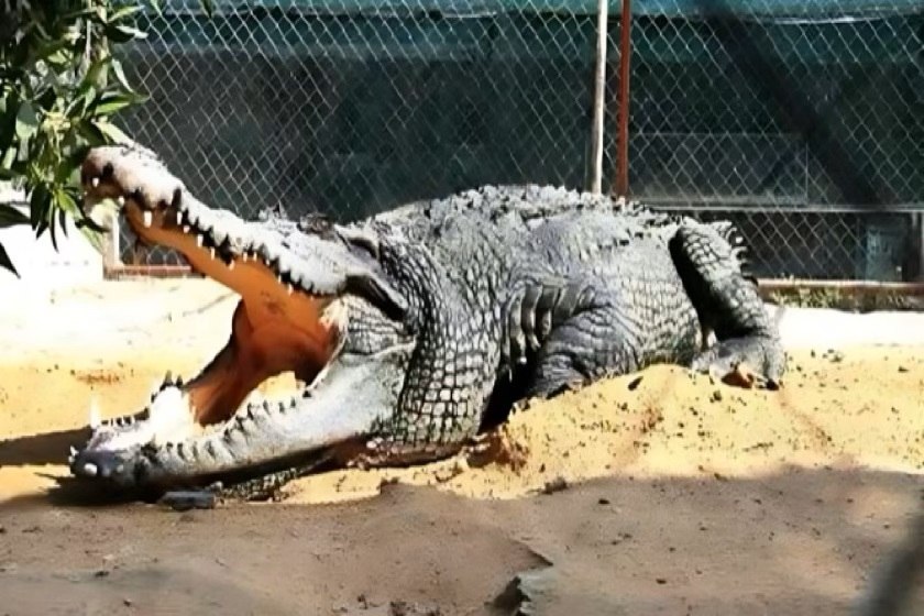 پارک کروکودیل. منبع عکس: گوگل مپ. عکاس: یلدا قادری