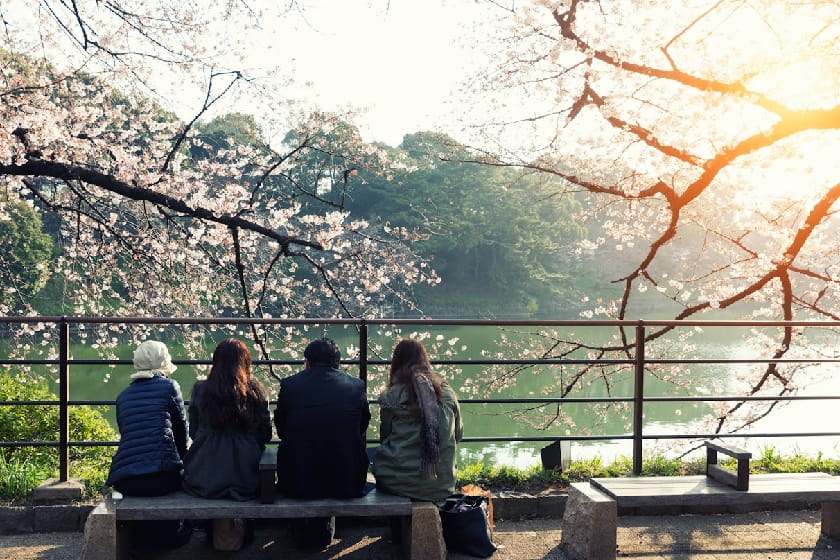 بهترین مقاصد ژاپن برای تماشای شکوفه های گیلاس