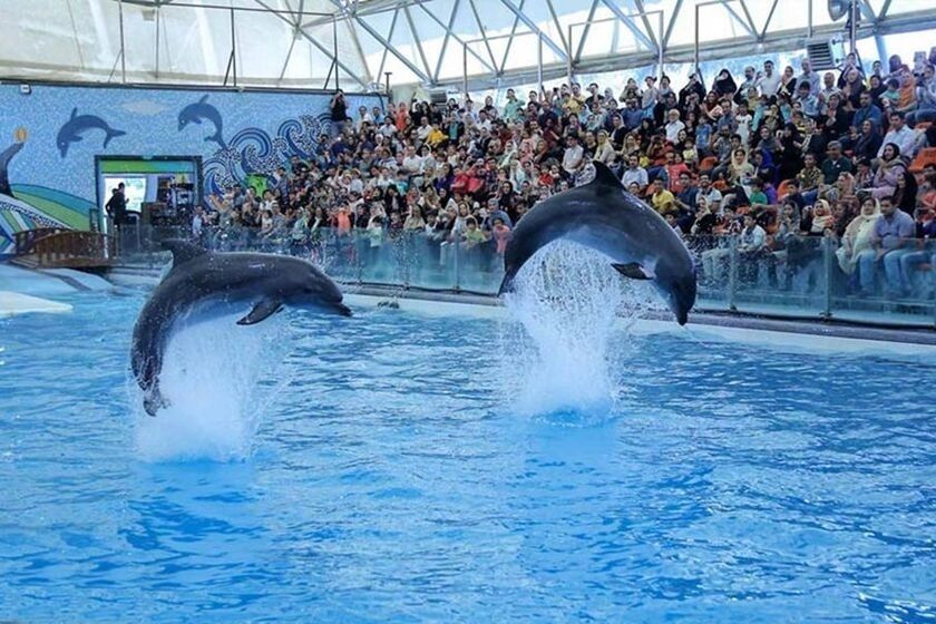 پارک دلفین کیش؛ یکی از محبوب ترین جاذبه های کیش