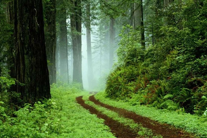 بهترین جنگل های ایران