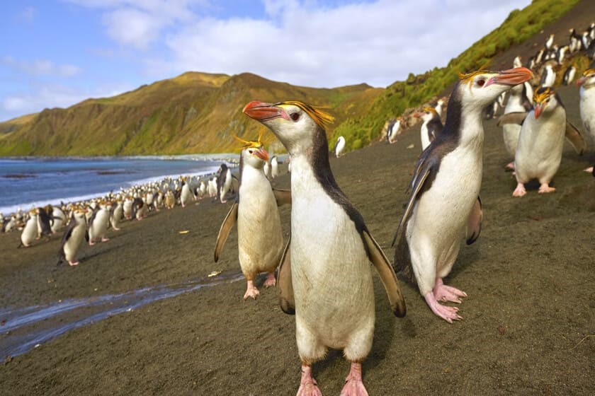 جزیره مک‌کواری استرالیا (Macquarie Island, Australia)؛ 
