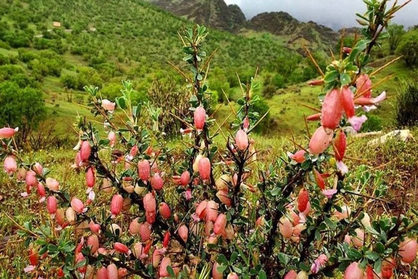 پارک جنگلی شورآب خرم ‌آباد