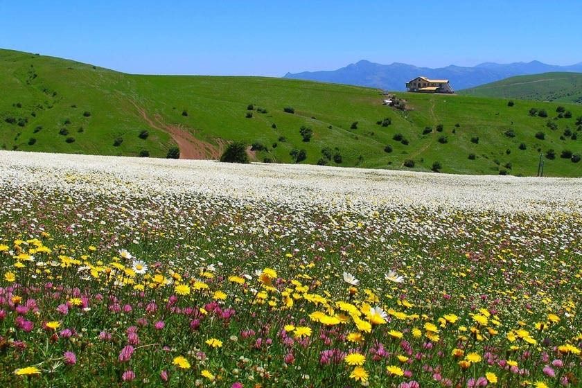 جنگل فندقلو اردبیل