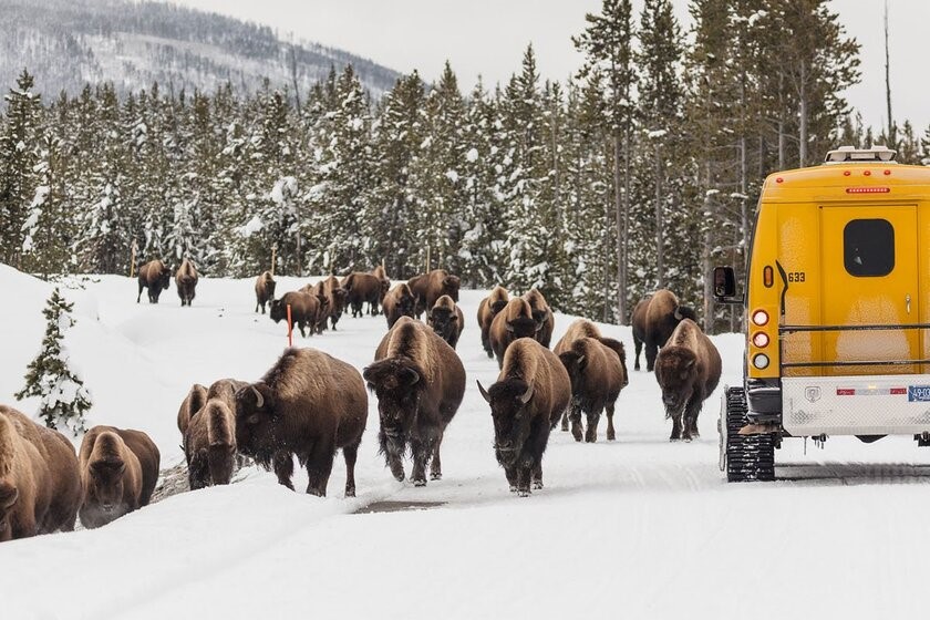 پارک ملی یلواستون، مونتانا (Yellowstone National Park, Montana)
