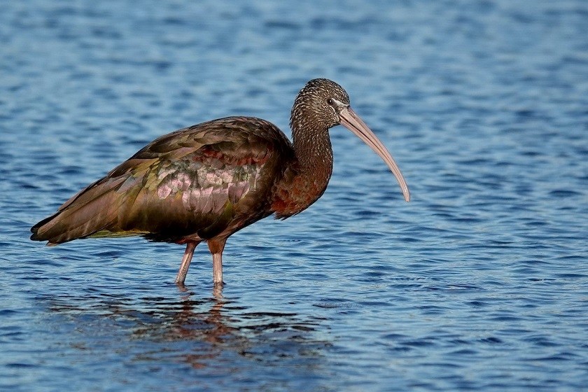 دیده شدن اکراس سیاه در تالاب صالحیه البرز