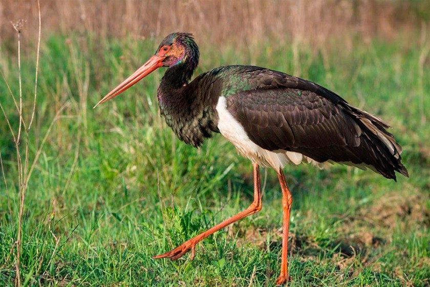 برای نخستین بار پای لک‌لک‌های سیاه کمیاب به تالاب قوپی‌باباعلی مهاباد باز شد