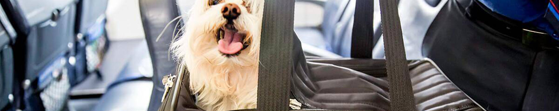 اطلاعیه هواپیمایی ماهان درباره پذیرش حیوان زنده همراه در پروازهای داخلی