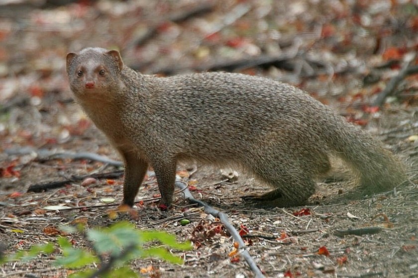 رویت خدنگ بزرگ در آذربایجان غربی