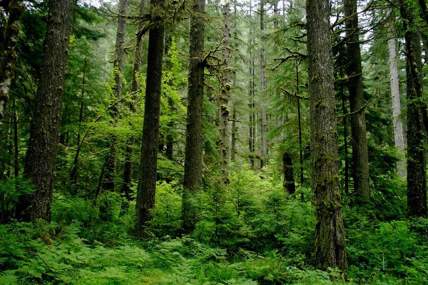 تصویر جنگل با درختان بلند. منبع عکس: وب‌سایت National Forest Foundation، عکاس: نامشخص
