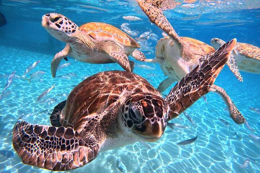 جزایر آندامان. منبع عکس: وب‌سایت andamanislands.com. عکاس: نامشخص