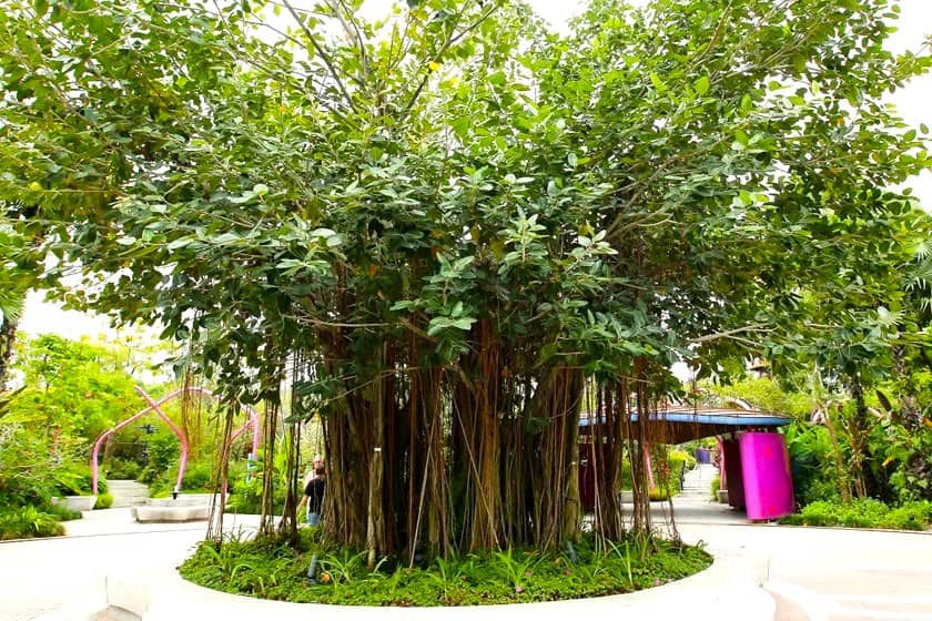 درخت هندی بانیان یا درخت زندگی. منبع عکس: Gardensbythebay. عکاس: نامشخص