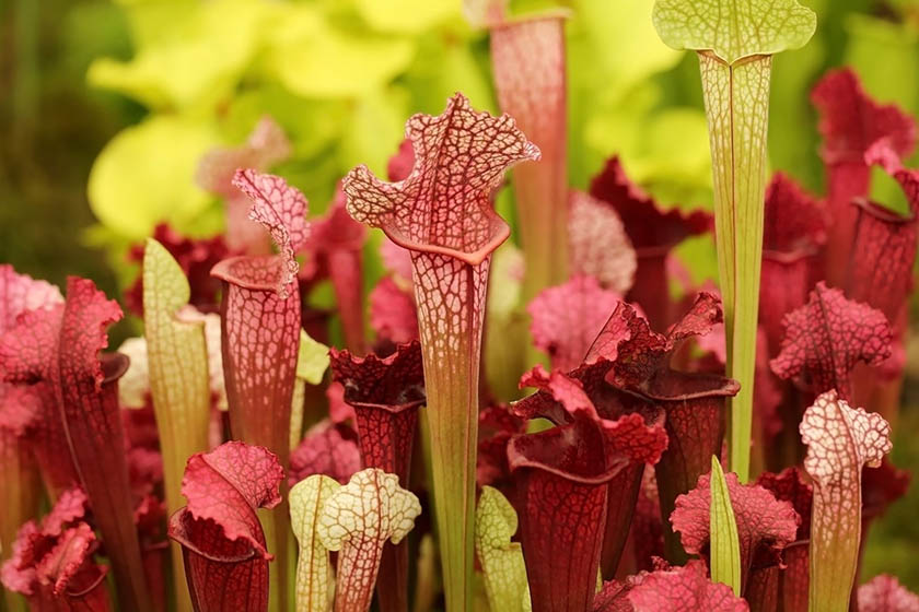 نوعی گیاه گوشت خوار. منبع عکس: Swansons Nursery. عکاس: نامشخص