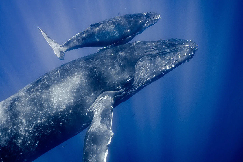 نهنگ مادر و بچه در آب. منبع عکس: وبسایت American Cetacean Society