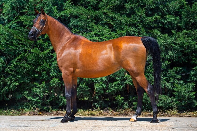 روز اسب عربی. منبع عکس: وبسایت Ehorses. عکاس: نامشخص