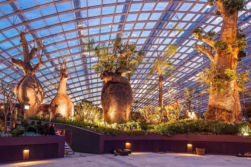 درختان بائوباب در گنبد گلها. منبع عکس: Gardensbythebay، عکاس: نامشخص.