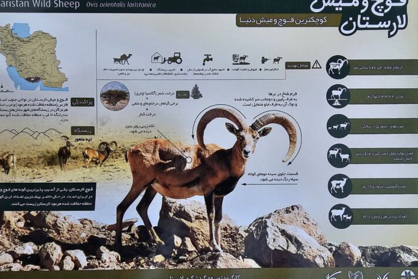 قوچ مینیاتوری لار