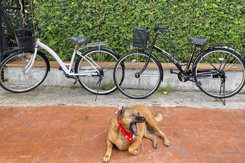 Ideo Phuket Hotel Phuket - garden