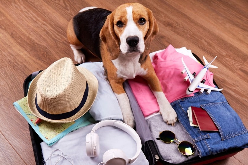 قوانین و محدودیت‌های حمل حیوان زنده با هواپیما